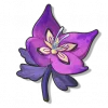 紫雀花